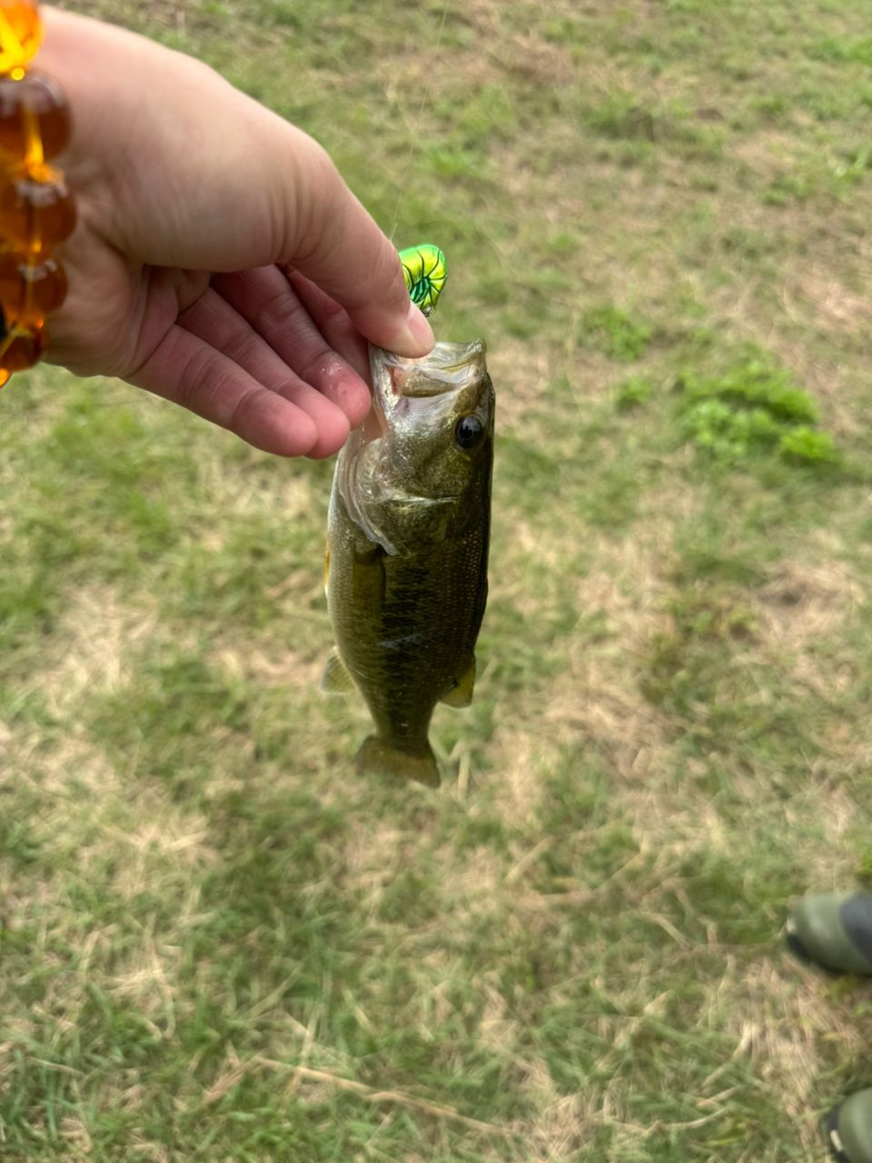 ラージマウスバス