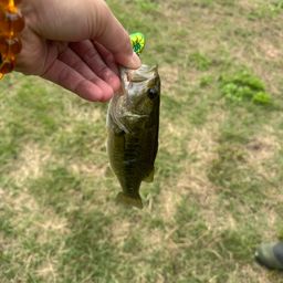 ラージマウスバス