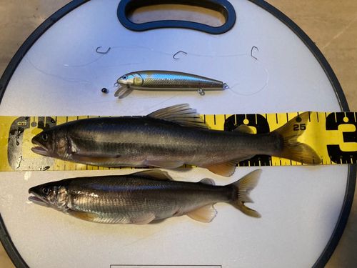 アユの釣果