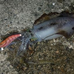 アオリイカ