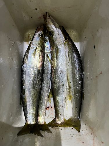 アカカマスの釣果