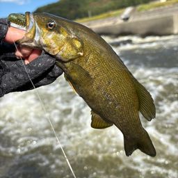 スモールマウスバス