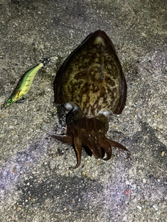 アオリイカの釣果