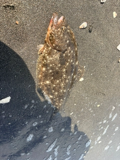 ヒラメの釣果