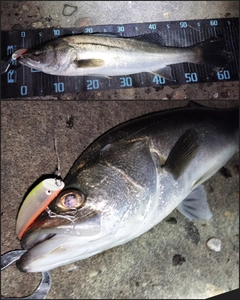 シーバスの釣果