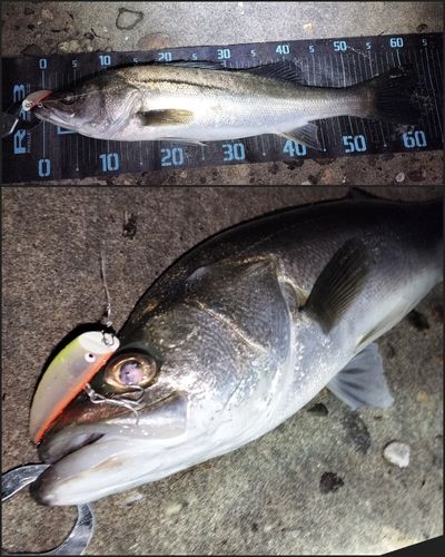 シーバスの釣果