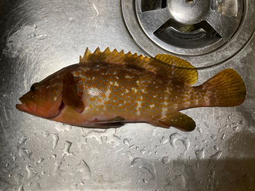 キジハタの釣果