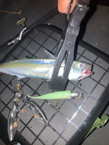 サバの釣果