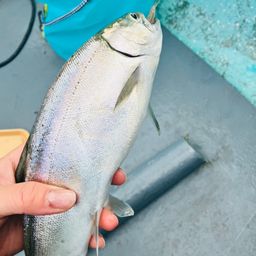 レイクトラウト