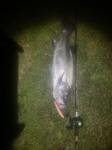 シーバスの釣果