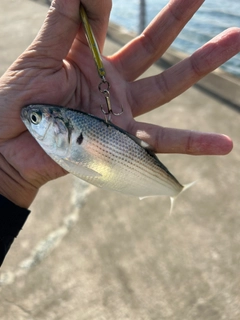 コノシロの釣果