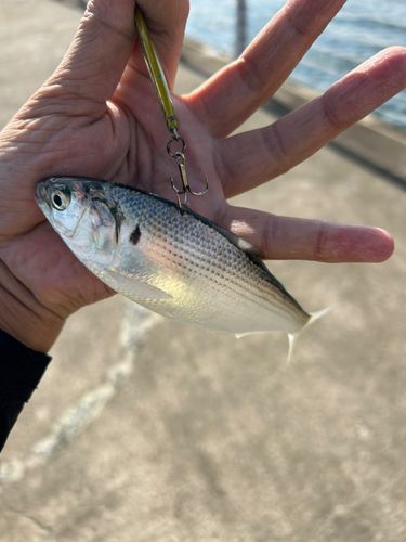 コノシロの釣果