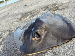 アカエイの釣果