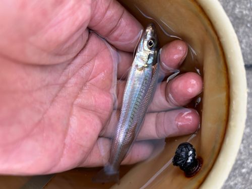 シロギスの釣果