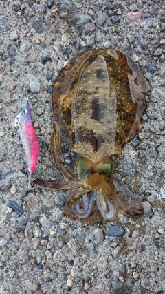 アオリイカの釣果