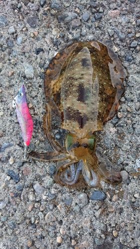 アオリイカの釣果