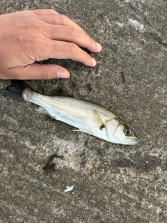 セイゴ（マルスズキ）の釣果