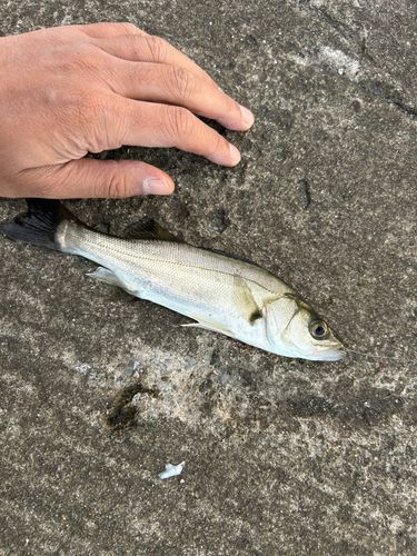 セイゴ(マルスズキ)の釣果