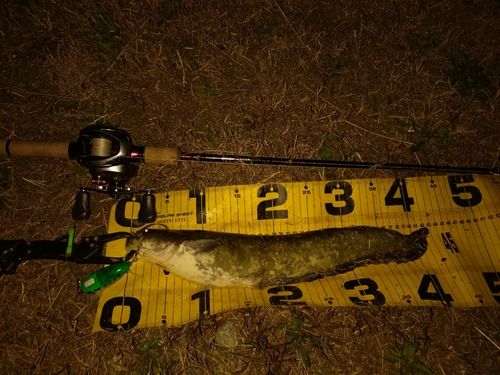 ニホンナマズの釣果