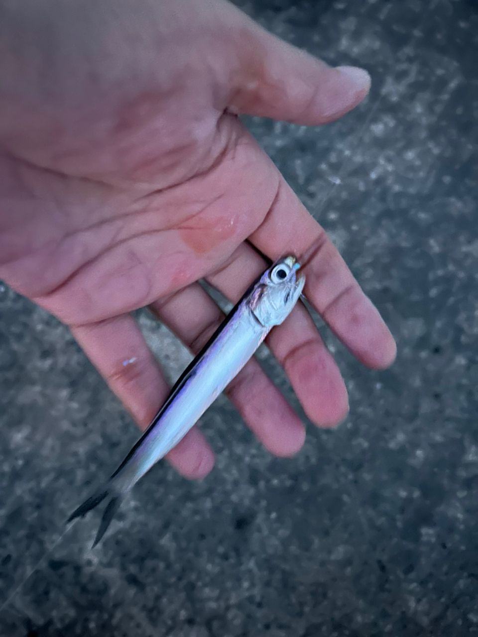 カタクチイワシ