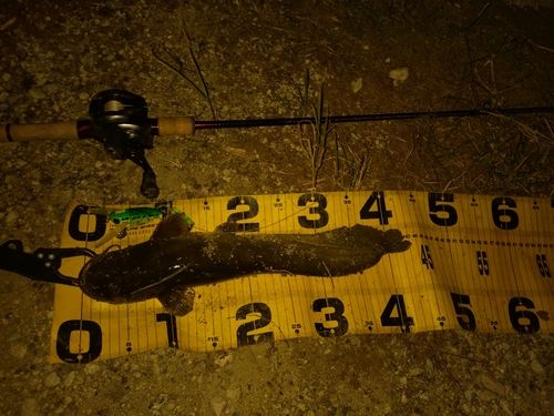 ニホンナマズの釣果