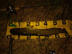 ニホンナマズの釣果