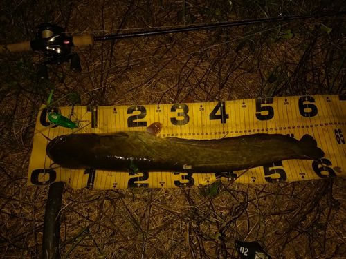 ニホンナマズの釣果