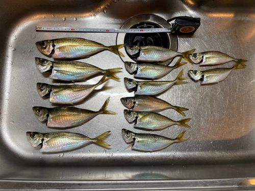 アジの釣果