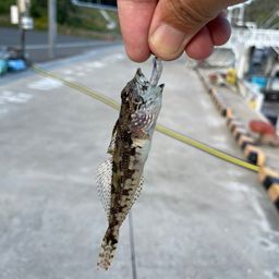 アナハゼ