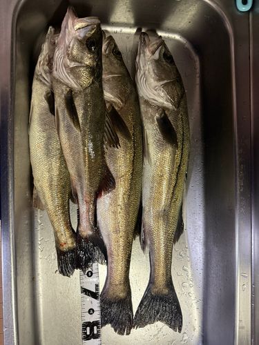 シーバスの釣果