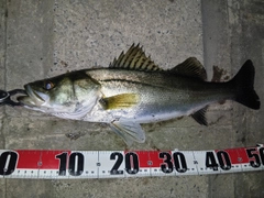 シーバスの釣果