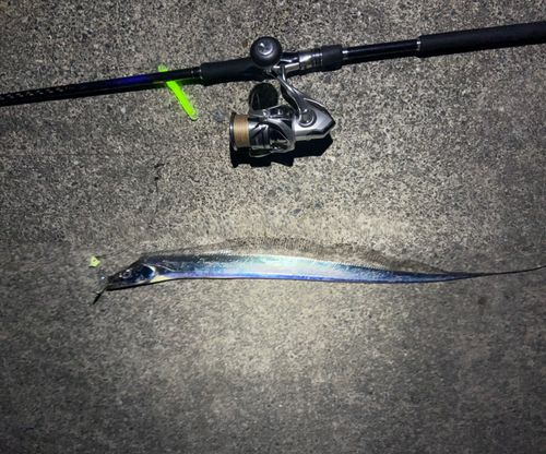 タチウオの釣果