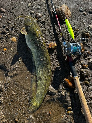 ナマズの釣果