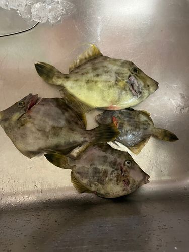 カワハギの釣果