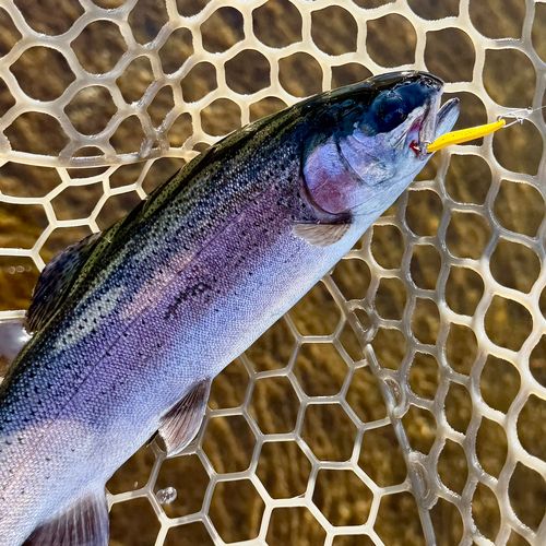 ニジマスの釣果