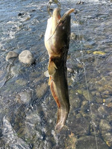 ナマズの釣果