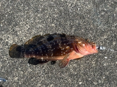アコウの釣果