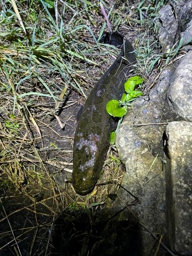 ライギョの釣果