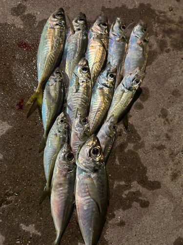 アジの釣果