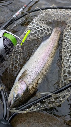 ニジマスの釣果