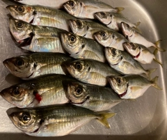 アジの釣果