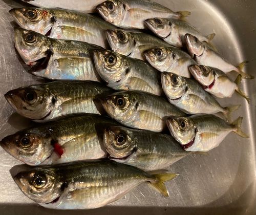 尾鷲湾