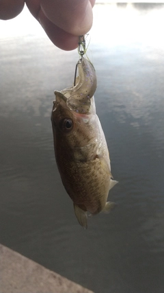 ラージマウスバスの釣果