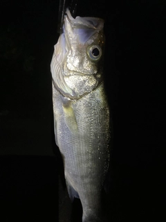 セイゴ（ヒラスズキ）の釣果