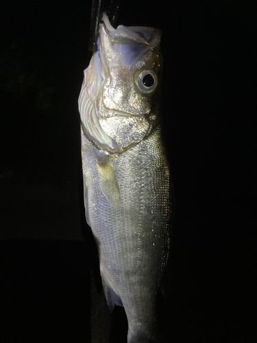 セイゴ(ヒラスズキ)の釣果