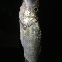 セイゴ(ヒラスズキ)