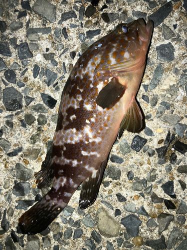 キジハタの釣果