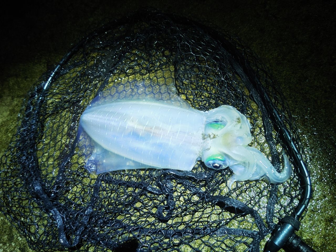 がまかつラグゼ EG X S89ML solid Gamakatsu（がまかつ） ラグゼ EG X S89ML-solid : フィッシング