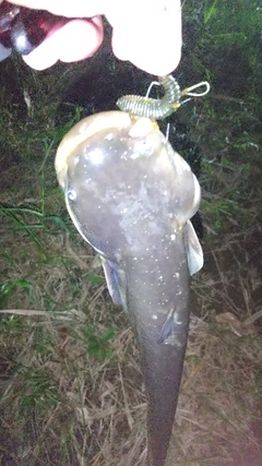 ナマズの釣果