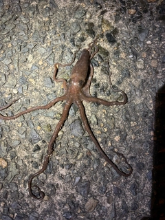 テナガダコの釣果